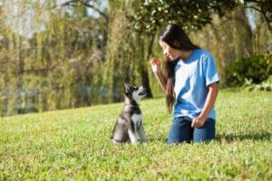 Puppies - A-Z Guide To Puppy & Dog Training