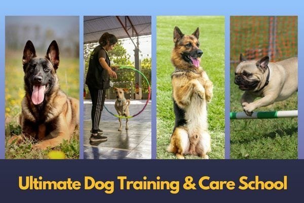Ultimate Dog Training & Care School