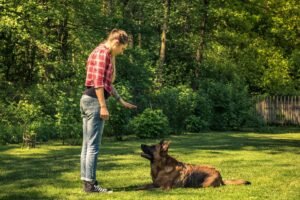Dog Training – Become A Dog Trainer – Dog Training Career